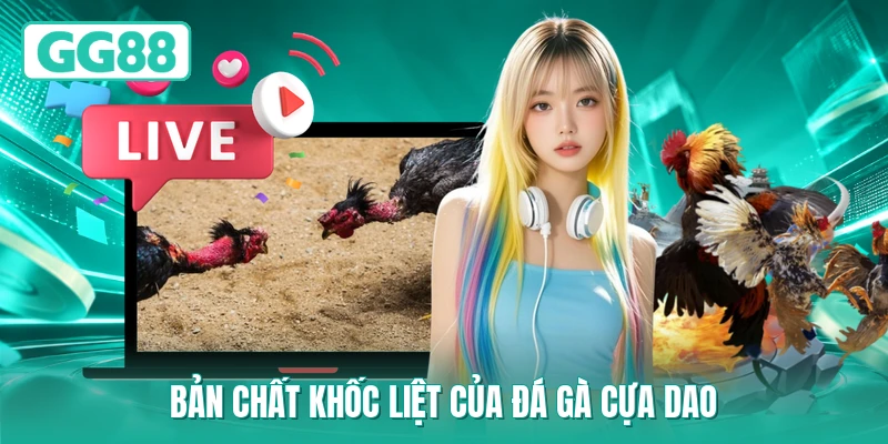 Bản chất khốc liệt của đá gà cựa dao