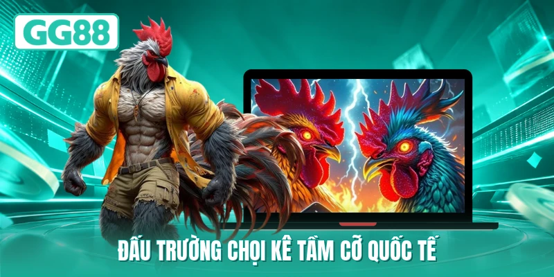 Đấu trường chọi kê tầm cỡ quốc tế